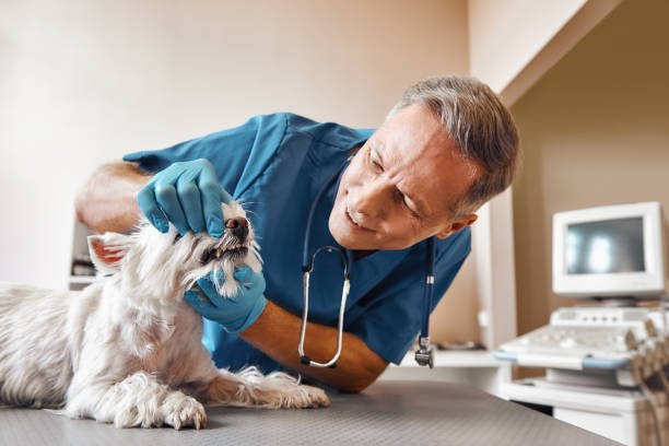 Best 24-Hour Emergency Dentist in Potomac, MD
